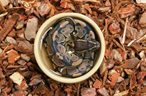 Impressions de JD-15140 Royal / Ball Python - dans un conteneur d'eau Python regius John Daniels Veuillez noter que les impressions sont à des fins de démonstration personnelle uniquement et peuvent ne pas être Serpent Impressions: Serpent royal / Python de ball - dans un conteneur d'eau.