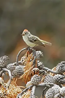 Personal Use Bird Prints Only Impressions: Ruby-crowned Kinglet