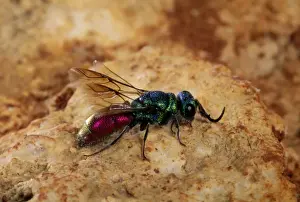 Insect Close Up Photos Impressions: Ruby-tailed Wasp
