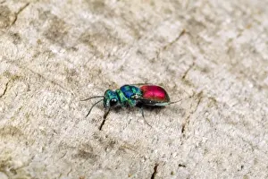 Insect Photography Art Impressions: Ruby-tailed Wasp UK