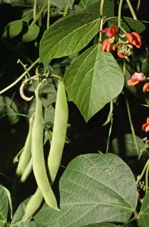 Plant Photography Impressions: Runner Beans