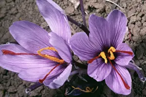 Saffron Crocus Impressions: Saffron Crocus - source of saffron. (Stigmas used) Greece