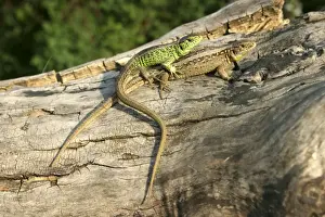 Alsace France Wildlife Impressions: Sand Lizard - two
