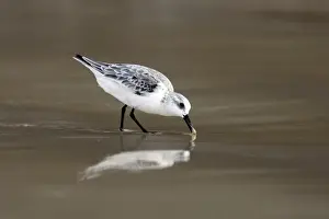 Wildlife Photography Prints Online Impressions: Sanderling