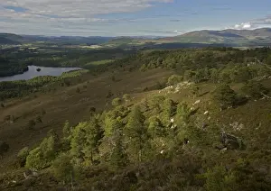 Pinus Sylvestris Images Impressions: Scots Pine trees