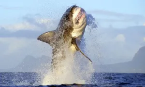 Le requin blanc géant - Pénétration en surface