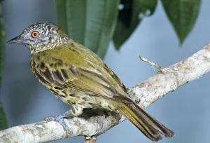Impressions de JS-DM 56 HARPIEN DE CRISTAT Oxyruncus cristatus Jean Dunnet Veuillez prendre en compte que les impressions sont destinées à des fins de présentation personnelle uniquement et ne peuvent pas être Sharpbill Impressions: Sharpbill
