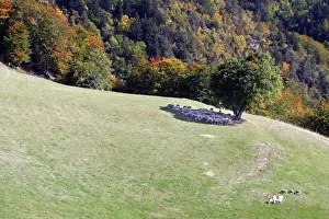 M Watson Wildlife Photographer Impressions: Sheeps - sheltering in the shadow of a tree. Drome Rhone-Alpes France