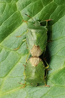 UK Insects Impressions: Shield Bug Pair mating, UK