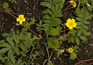 Medicinal Plants Europe Impressions: Silverweed