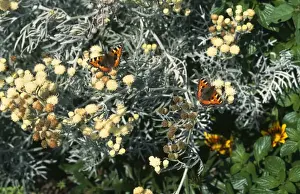 Aglais Urticae Species Impressions: Small Tortoiseshell - on senecio
