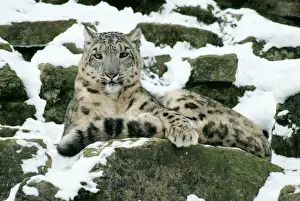 Léopard Des Neiges Impressions: Panda des neiges