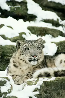 Léopard Des Neiges Impressions: Panthère des neiges