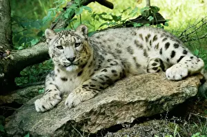 Léopard Des Neiges Impressions: Panda des neiges