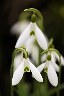 European Flower Photography Impressions: Snowdrop