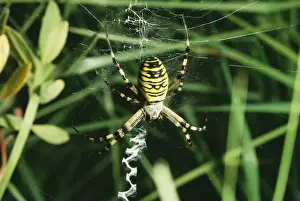 Arachnids In Europe Impressions: Spider - at web
