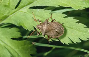 Personal Use Wildlife Artwork Impressions: Spiny Shield Bug