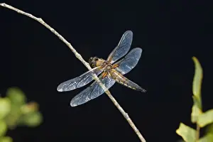 Four Spotted Chaser Impressions: Four Spotted Chaser - Cornwall - UK