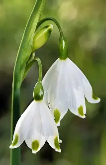 Springtime Floral Display Impressions: Spring Snowflake