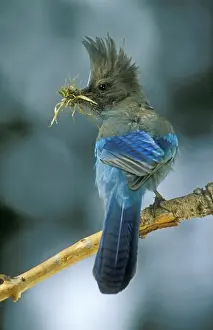 Bird Photography Prints Impressions: Stellar's Jay With nesting material