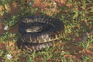 Australian Snakes Impressions: Stimson's Python. Also known as Large-blotched Python - Feeds on small mammals