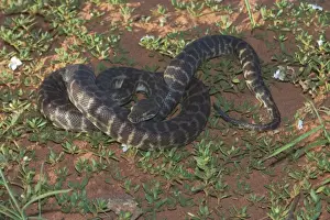 Le python de Stimson. Aussi connu sous le nom de Python à grandes taches - Se nourrit de petits mammifères, d'oiseaux, de reptiles et de grenouilles. Ils pondent 5-19 œufs chaque saison. Ils sont chassés par certains rapaces.