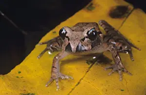 Australian Frogs Impressions: Stuttering frog