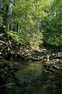 Mixed Forest Ecosystem Impressions: Sunlight on small stream in a forest
