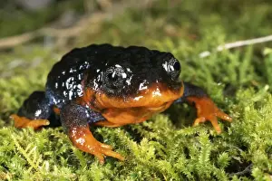 Australian Frogs Impressions: Sunset frog