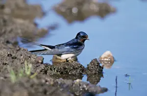 Chris Knights Photographer Impressions: Swallow