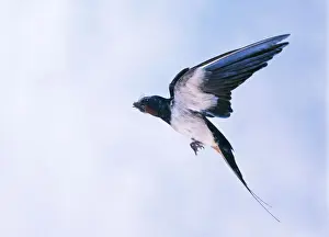 Insect Eating Birds Impressions: Swallow In flight