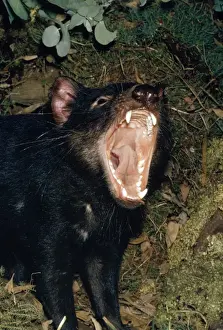 Diable de Tasmanie