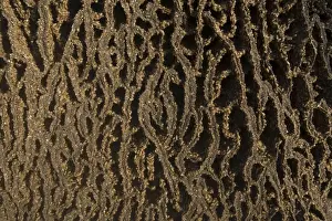 Kimberley Western Australia Impressions: Termites adding to a mound, Mitchell Plateau, Kimberley, Western Australia