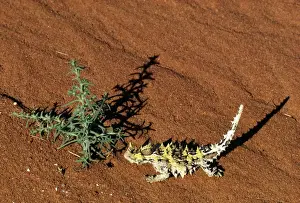 Desert Reptiles Impressions: Thorny Devil