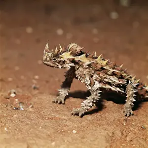 Australian Lizard Species Impressions: Thorny Devil Lizard