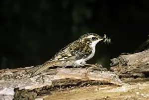 Wildlife Birds Photos Impressions: Tree Creeper