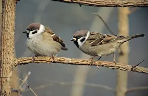 Duncan Usher Photographer Impressions: Tree Sparrows - pair resting