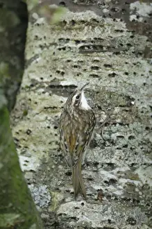 Bird On Tree Trunk Impressions: Treecreeper - on tree trunk