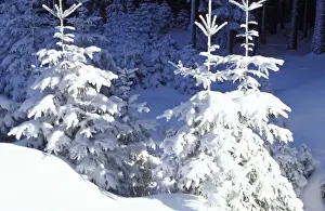Ardea Wildlife Pets Environment Art Impressions: Trees - in snow