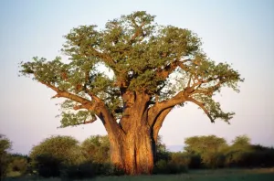 Peter Steyn Photography Impressions: Baobab - in leaf