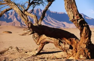 Camelthorn Tree Impressions: NAMIBIA - CAMELTHORN TREE