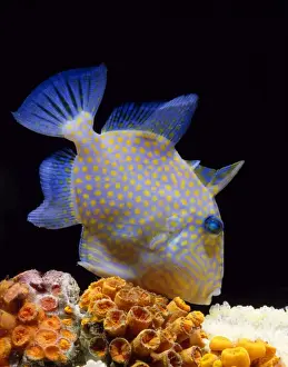 Reef Fish Species Impressions: Trigger Fish