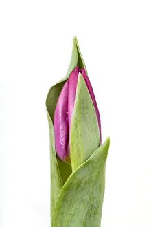 White Background Tulips Impressions: Tulip - Sequence 1 of 2