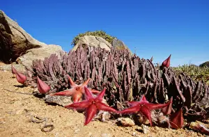 Impressions de VAN-16 Stapelia gariepensis / Cadavre - en fleur Parc national de Richtersveld Images datées de 2005 août: VAN-19