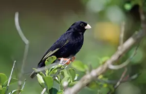 Africa Bird Photography Impressions: Variable Indigobird