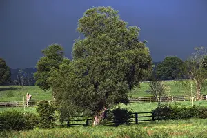 Rural Agricultural Scenes Impressions: View of fields and trees with storm clouds behind