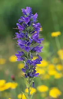 Vipers Bugloss Impressions: Viper's bugloss