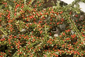 Red Berry Plant Impressions: Wall cotoneaster in fruit