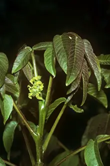 Juglans Regia Plant Impressions: Walnut
