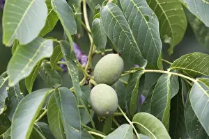 Walnut Tree Impressions: Walnut tree - fruit